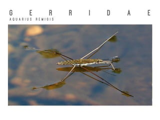 G E R R I D A E
A q u a r i u s R e m i g i s
 