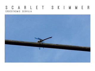 S C A R L E T S K I M M E R
C r o c o t h e m i s S e r v i l i a
 