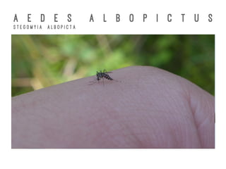 A E D E S A L B O P I C T U S
S t e g o m y i a A l b o p i c t a
 
