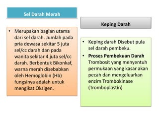 Sel Darah Merah
• Merupakan bagian utama
dari sel darah. Jumlah pada
pria dewasa sekitar 5 juta
sel/cc darah dan pada
wanita sekitar 4 juta sel/cc
darah. Berbentuk Bikonkaf,
warna merah disebabkan
oleh Hemoglobin (Hb)
fungsinya adalah untuk
mengikat Oksigen.
Keping Darah
• Keping darah Disebut pula
sel darah pembeku.
• Proses Pembekuan Darah
Trombosit yang menyentuh
permukaan yang kasar akan
pecah dan mengeluarkan
enzim Trombokinase
(Tromboplastin)
 