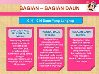 BAGIAN – BAGIAN DAUN

                Ciri – Ciri Daun Yang Lengkap

  UPIH DAUN ATAU
                          TANGKAI DAUN              HELAIAN DAUN
  PELAPAH DAUN
      (Vagina)              (Petiolus)                 (Lamina)
                             Tangkai daun             Tumbuhan yang
  Daun yang berupih
                           merupakan bagian          demikian banyak
   umumnya hanya
                        daun yang mendukung       macam dan ragamnya
     didapati pada
                            helaiannya dan         itu mempunyai daun
    tumbuhan yng
                            bertugas untuk            yang helaiannya
   tergolong dalam
                          menempatkan helaia        berbeda-beda, baik
tumbuhan yang berbiji
                         daun tadi pada posisi        yang mengenai
        tunggal
                        sedimikian rupa, hingga   bentuk, ukuran, maupu
(monocotyledoneae), c
                           dapat memperoleh             n warnanya.
ontohnya suku rumput
                         cahaya matahari yang
     (Gramineae).
                         sebanyak-banyaknya.
 