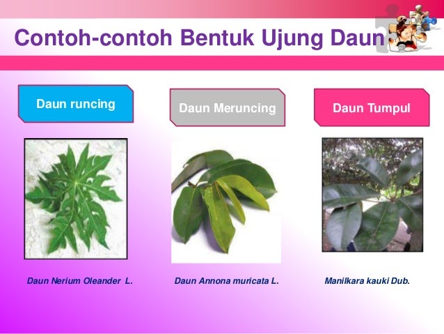  Bentuk Bentuk Daun  Dan Contohnya Aneka Macam Contoh