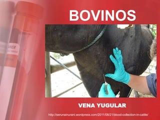BOVINOS




                     VENA YUGULAR
http://serunainurani.wordpress.com/2011/08/21/blood-collection-in-cattle/
 