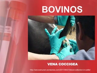 BOVINOS




                     VENA COCCIGEA
http://serunainurani.wordpress.com/2011/08/21/blood-collection-in-cattle/
 