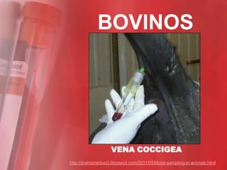 BOVINOS




                    VENA COCCIGEA
http://drainameducci.blogspot.com/2011/05/blood-sampling-in-animals.html
 
