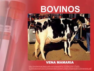 BOVINOS




                 VENA MAMARIA
http://prodanimal.fagro.edu.uy/cursos/AFA/TEORICOS/17%20-
%20Anatomia%20y%20desarrollo%20de%20la%20glandula%20mamaria.pdf
 