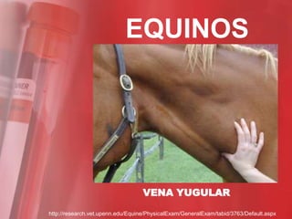 EQUINOS




                                   VENA YUGULAR

http://research.vet.upenn.edu/Equine/PhysicalExam/GeneralExam/tabid/3763/Default.aspx
 