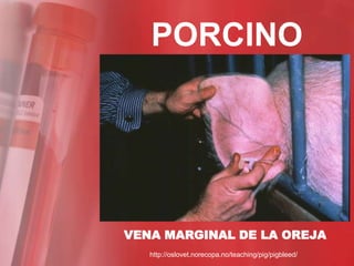 PORCINO




VENA MARGINAL DE LA OREJA
   http://oslovet.norecopa.no/teaching/pig/pigbleed/
 