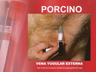 PORCINO




VENA YUGULAR EXTERNA
http://oslovet.norecopa.no/teaching/pig/pigbleed/13.jpg
 