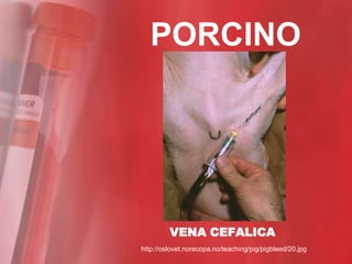 PORCINO




         VENA CEFALICA
http://oslovet.norecopa.no/teaching/pig/pigbleed/20.jpg
 
