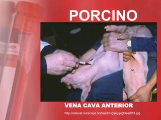 PORCINO




VENA CAVA ANTERIOR
http://oslovet.norecopa.no/teaching/pig/pigbleed/18.jpg
 