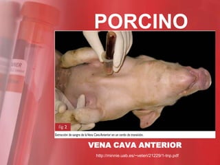 PORCINO




VENA CAVA ANTERIOR
 http://minnie.uab.es/~veteri/21229/1-tnp.pdf
 