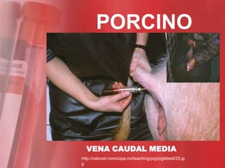 PORCINO




  VENA CAUDAL MEDIA
http://oslovet.norecopa.no/teaching/pig/pigbleed/25.jp
g
 