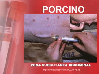 PORCINO




VENA SUBCUTANEA ABDOMINAL
     http://minnie.uab.es/~veteri/21229/1-tnp.pdf
 