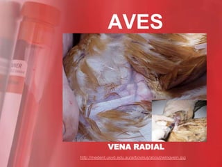 AVES




              VENA RADIAL
http://medent.usyd.edu.au/arbovirus/about/wingvein.jpg
 