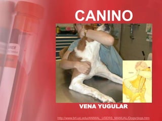 CANINO




             VENA YUGULAR

http://www.brl.uic.edu/ANIMAL_USERS_MANUAL/Dogs/dogs.htm
 