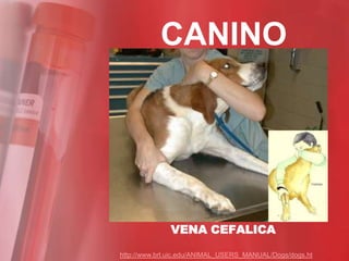 CANINO




              VENA CEFALICA

http://www.brl.uic.edu/ANIMAL_USERS_MANUAL/Dogs/dogs.ht
 
