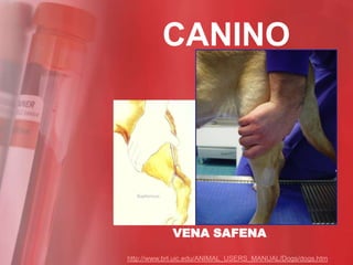 CANINO




            VENA SAFENA

http://www.brl.uic.edu/ANIMAL_USERS_MANUAL/Dogs/dogs.htm
 