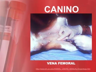 CANINO




           VENA FEMORAL
http://www.brl.uic.edu/ANIMAL_USERS_MANUAL/Dogs/dogs.htm
 