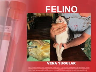 FELINO




                      VENA YUGULAR
http://drainameducci.blogspot.com/2011/05/blood-sampling-in-animals.html
http://halowconsulting.blogspot.com/2011/04/basic-animal-restraint.html
 