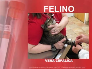 FELINO




                    VENA CEFALICA

http://halowconsulting.blogspot.com/2011/04/basic-animal-restraint.html
 