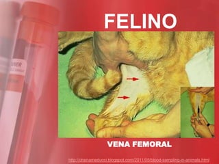 FELINO




                   VENA FEMORAL

http://drainameducci.blogspot.com/2011/05/blood-sampling-in-animals.html
 