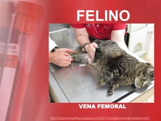 FELINO




                    VENA FEMORAL

http://halowconsulting.blogspot.com/2011/04/basic-animal-restraint.html
 