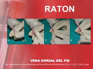 RATON




                           VENA DORSAL DEL PIE
http://www.jpharmacol.com/viewimage.asp?img=JPharmacolPharmacother_2010_1_2_87_72350_u2.jpg
 