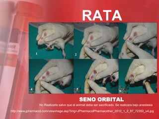 RATA




                                               SENO ORBITAL
                  No Realizarlo salvo que el animal deba ser sacrificado. Se realizara bajo anestesia
http://www.jpharmacol.com/viewimage.asp?img=JPharmacolPharmacother_2010_1_2_87_72350_u4.jpg
 
