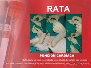 RATA




                                       PUNCION CARDIACA
                  No Realizarlo salvo que el animal deba ser sacrificado. Se realizara bajo anestesia
http://www.jpharmacol.com/viewimage.asp?img=JPharmacolPharmacother_2010_1_2_87_72350_u11.jpg
 