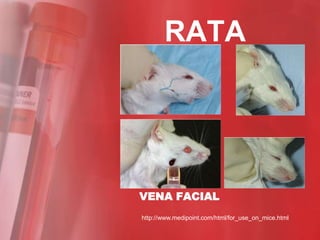 RATA




VENA FACIAL
http://www.medipoint.com/html/for_use_on_mice.html
 