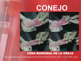 CONEJO




                            VENA MARGINAL DE LA OREJA
http://www.jpharmacol.com/viewimage.asp?img=JPharmacolPharmacother_2010_1_2_87_72350_u9.jpg
 
