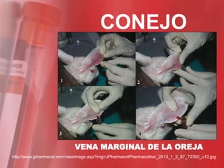 CONEJO




                            VENA MARGINAL DE LA OREJA
http://www.jpharmacol.com/viewimage.asp?img=JPharmacolPharmacother_2010_1_2_87_72350_u10.jpg
 