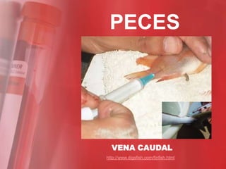 PECES




  VENA CAUDAL
http://www.digsfish.com/finfish.html
 