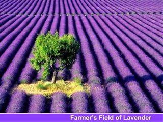 Farmer’s Field of Lavender 