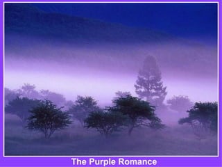 The Purple Romance 