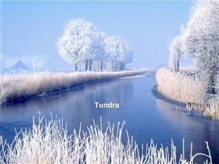 Tundra 