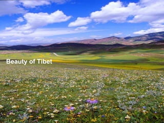 Beauty of Tibet 