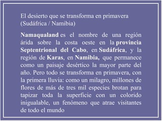 El desierto que se transforma en primavera
(Sudáfrica / Namibia)
Namaqualand es el nombre de una región
árida sobre la costa oeste en la provincia
Septentrional del Cabo, en Sudáfrica, y la
región de Karas, en Namibia, que permanece
como un paisaje desértico la mayor parte del
año. Pero todo se transforma en primavera, con
la primera lluvia: como un milagro, millones de
flores de más de tres mil especies brotan para
tapizar toda la superficie con un colorido
inigualable, un fenómeno que atrae visitantes
de todo el mundo

 