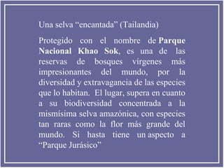 Una selva “encantada” (Tailandia)
Protegido con el nombre de Parque
Nacional Khao Sok, es una de las
reservas de bosques vírgenes más
impresionantes del mundo, por la
diversidad y extravagancia de las especies
que lo habitan. El lugar, supera en cuanto
a su biodiversidad concentrada a la
mismísima selva amazónica, con especies
tan raras como la flor más grande del
mundo. Si hasta tiene un aspecto a
“Parque Jurásico”

 
