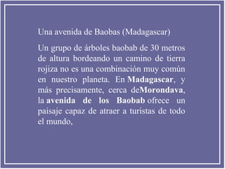 Una avenida de Baobas (Madagascar)
Un grupo de árboles baobab de 30 metros
de altura bordeando un camino de tierra
rojiza no es una combinación muy común
en nuestro planeta. En Madagascar, y
más precisamente, cerca deMorondava,
la avenida  de  los  Baobab ofrece un
paisaje capaz de atraer a turistas de todo
el mundo,
 