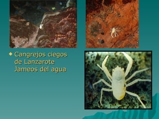    Cangrejos ciegos
    de Lanzarote
    Jameos del agua
 