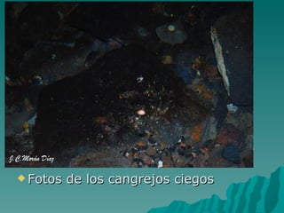  Fotos   de los cangrejos ciegos
 