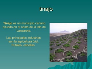 tinajo

Tinajo es un municipio canario
situado en el oeste de la isla de
          Lanzarote.

  Las principales industrias
   son la agricultura (vid,
     frutales, cebollas
 