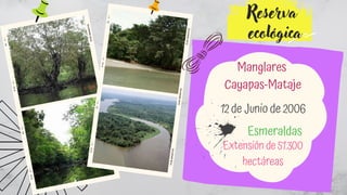 Extensión de 51.300
hectáreas


Reserva
ecológica
Manglares
Cayapas-Mataje


12 de Junio de 2006
Esmeraldas
 