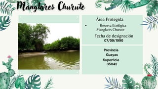 Reserva Ecológica
Manglares Churute
Área Protegida
Fecha de designación
07/09/1990
Guayas
Superficie
35042
Provincia
 