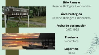 Sitio Ramsar
Reserva Biológica Limoncocha


Área Protegida
Reserva Biológica Limoncocha


Fecha de designación
10/07/1998


Provincia
Sucumbíos


Superficie
4613
 