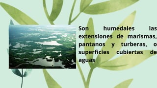 Son humedales las
extensiones de marismas,
pantanos y turberas, o
superficies cubiertas de
aguas
 