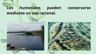 Los humedales pueden conservarse
mediante un uso racional.
 