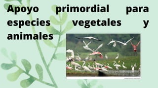 Apoyo primordial para
especies vegetales y
animales
 